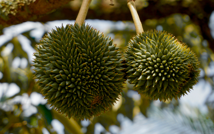 Durian trees in Perak
